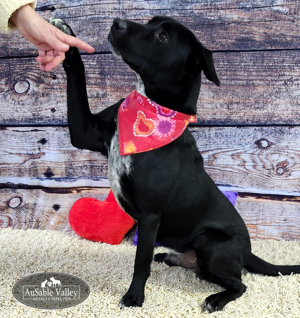 Enlarge Tater, a Adoptable Mixed Breed in Grayling, MI image 2/6