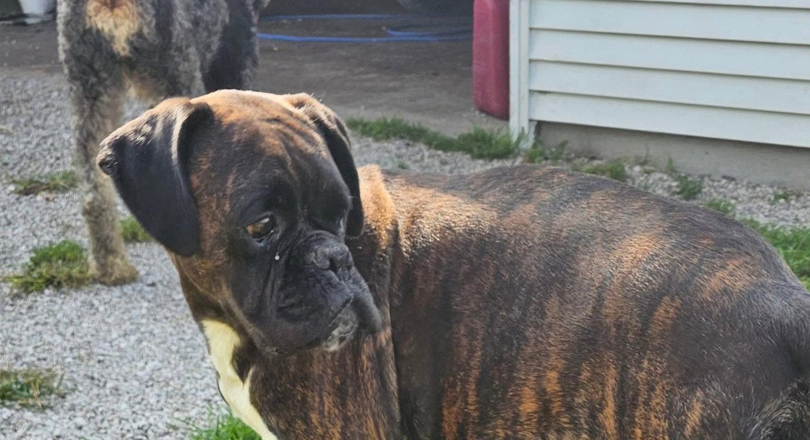 BRINDLE FEMALE *FOSTER NEEDED*, Adoptable, Adult Female Boxer.