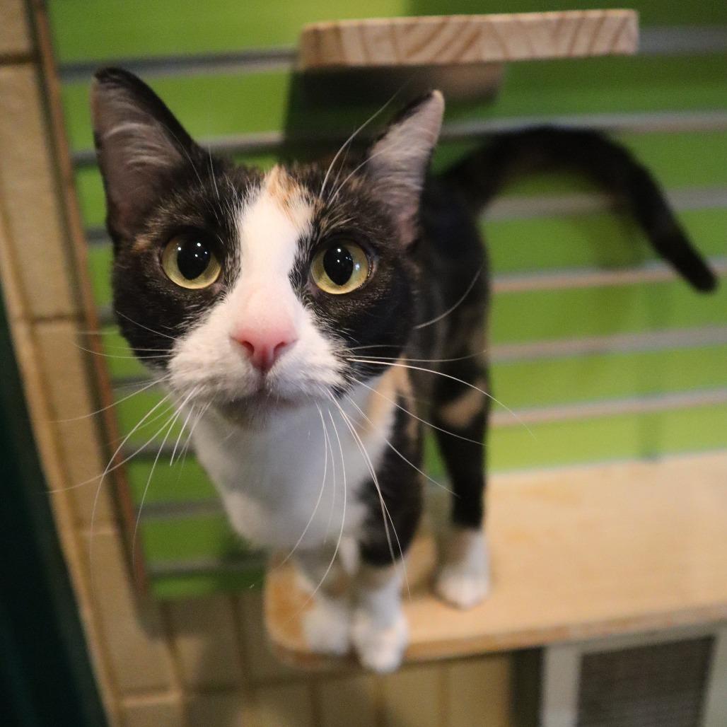 Enlarge Tuesday, a Adoptable Domestic Short Hair in Waukesha, WI image 1/3