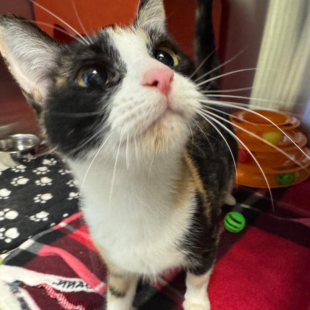 Enlarge Tuesday, a Adoptable Domestic Short Hair in Waukesha, WI image 2/3