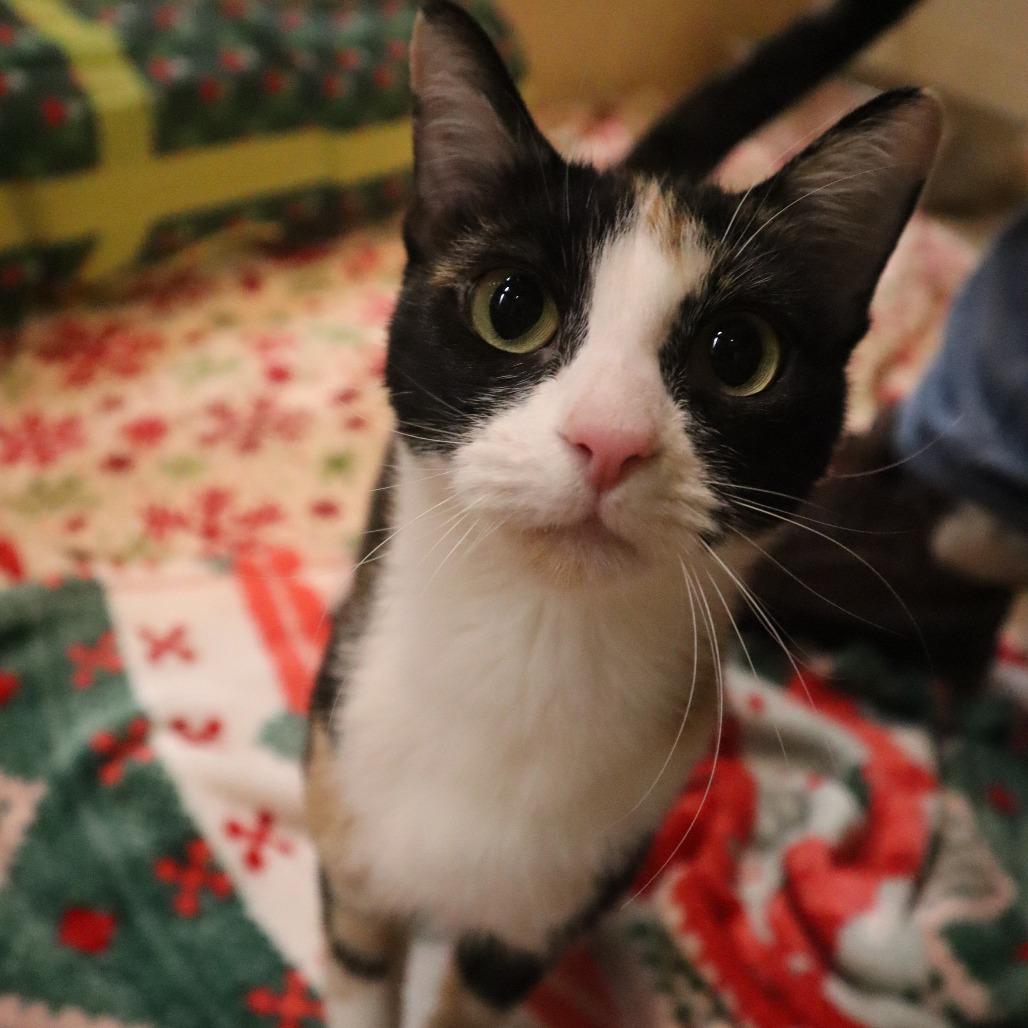 Enlarge Tuesday, a Adoptable Domestic Short Hair in Waukesha, WI image 3/3