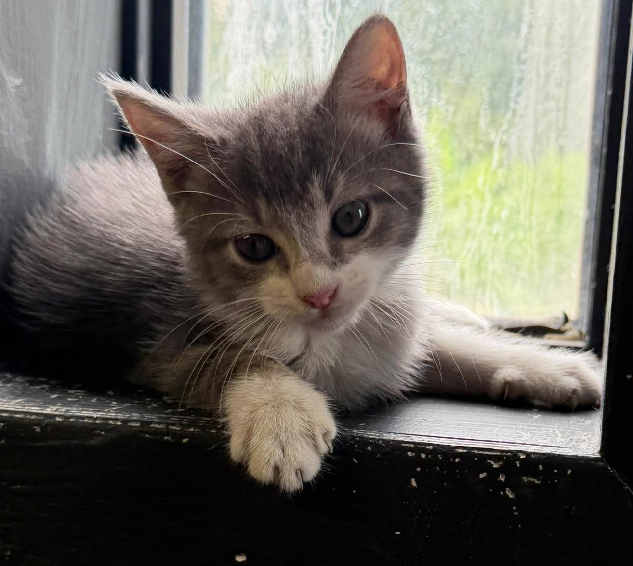 Misty, Adoptable, Young Female Domestic Short Hair.