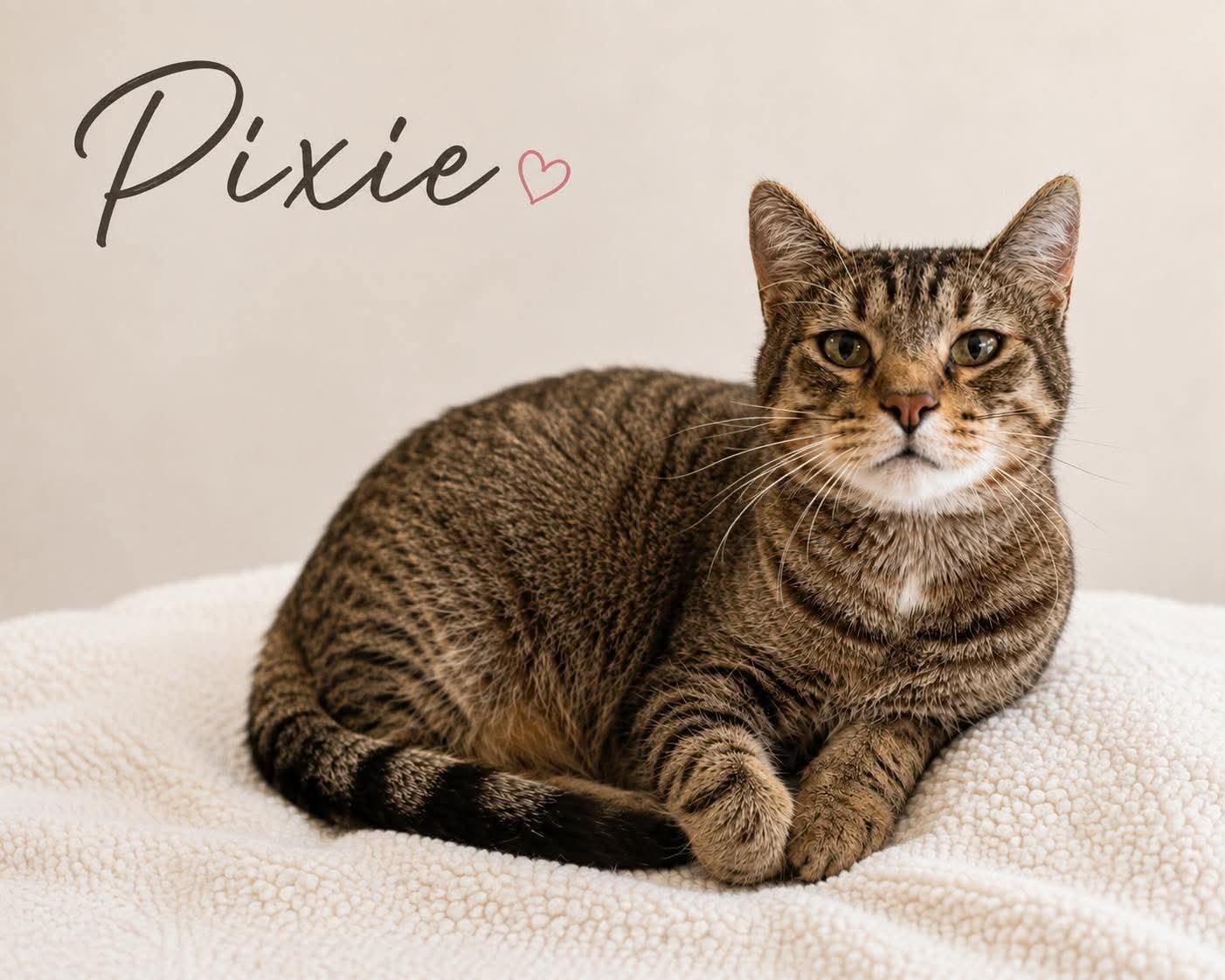 Pixie, ADOPTABLE, Adult Female Domestic Short Hair.