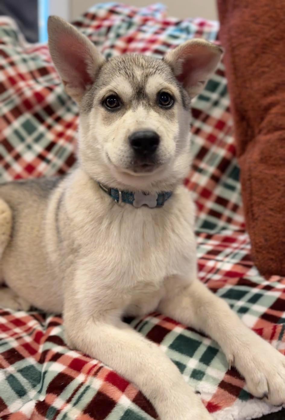 Pasha (Russian litter), Adoptable, Puppy Female Husky.