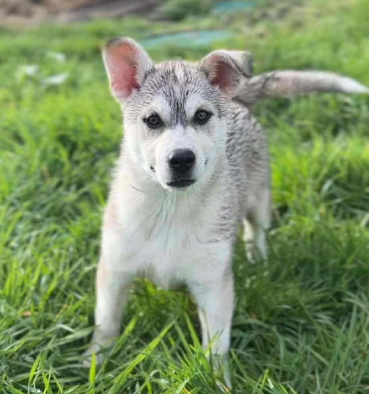 Enlarge Pasha (Russian litter), a Adoptable mixed breed in Silvana, WA image 2/6