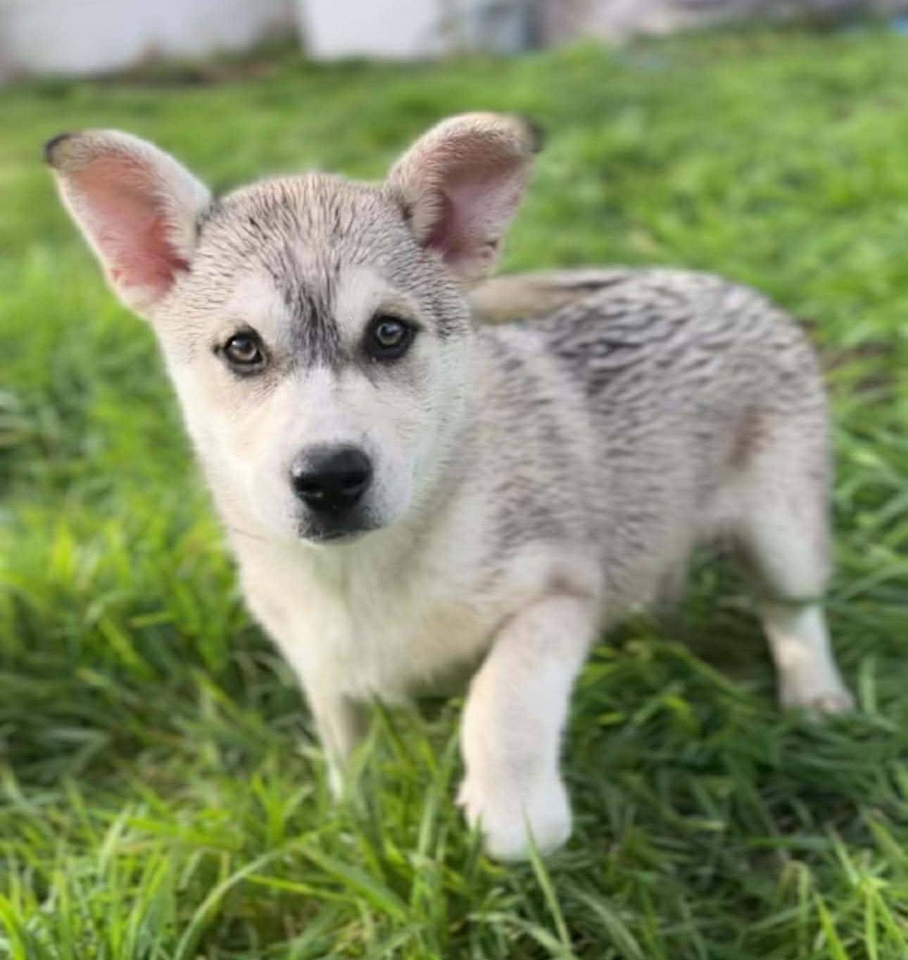 Enlarge Pasha (Russian litter), a Adoptable mixed breed in Silvana, WA image 4/6