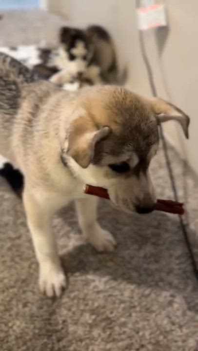 Enlarge Pasha (Russian litter), a Adoptable mixed breed in Silvana, WA video 6/6