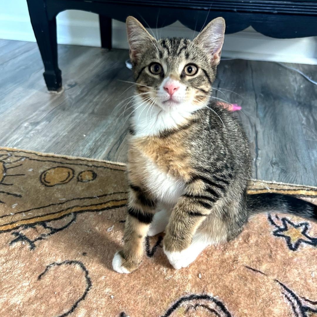 Enlarge Twig, a ADOPTABLE Tabby in Maple Shade, NJ image 1/4