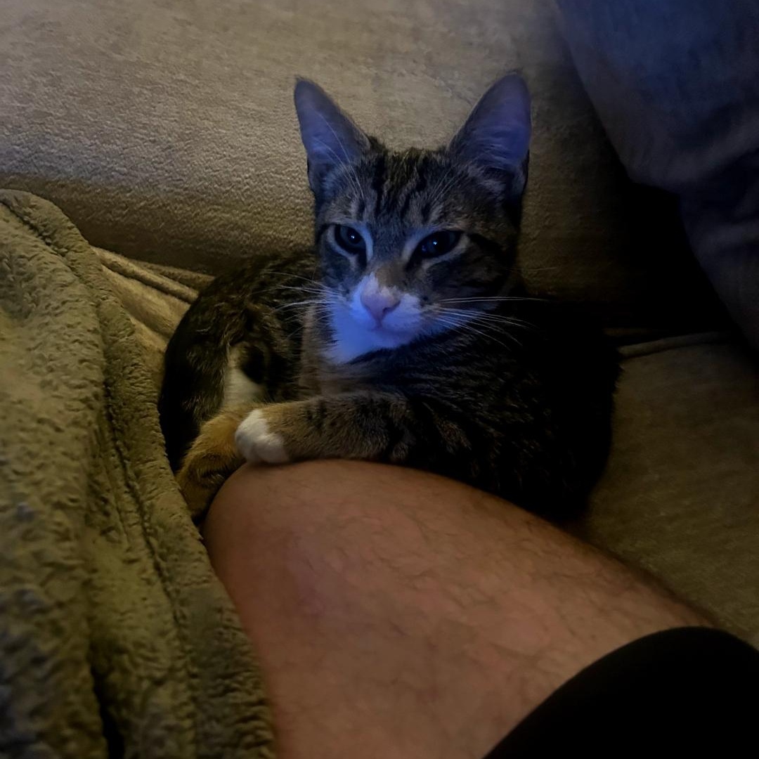 Enlarge Twig, a ADOPTABLE Tabby in Maple Shade, NJ image 2/4