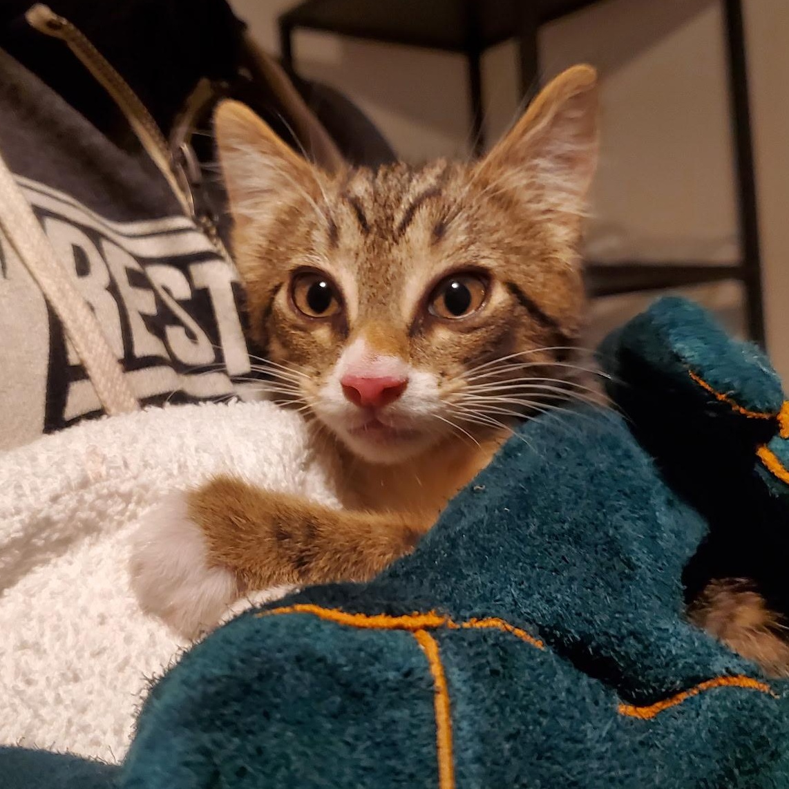 Enlarge Twig, a ADOPTABLE Tabby in Maple Shade, NJ image 3/4