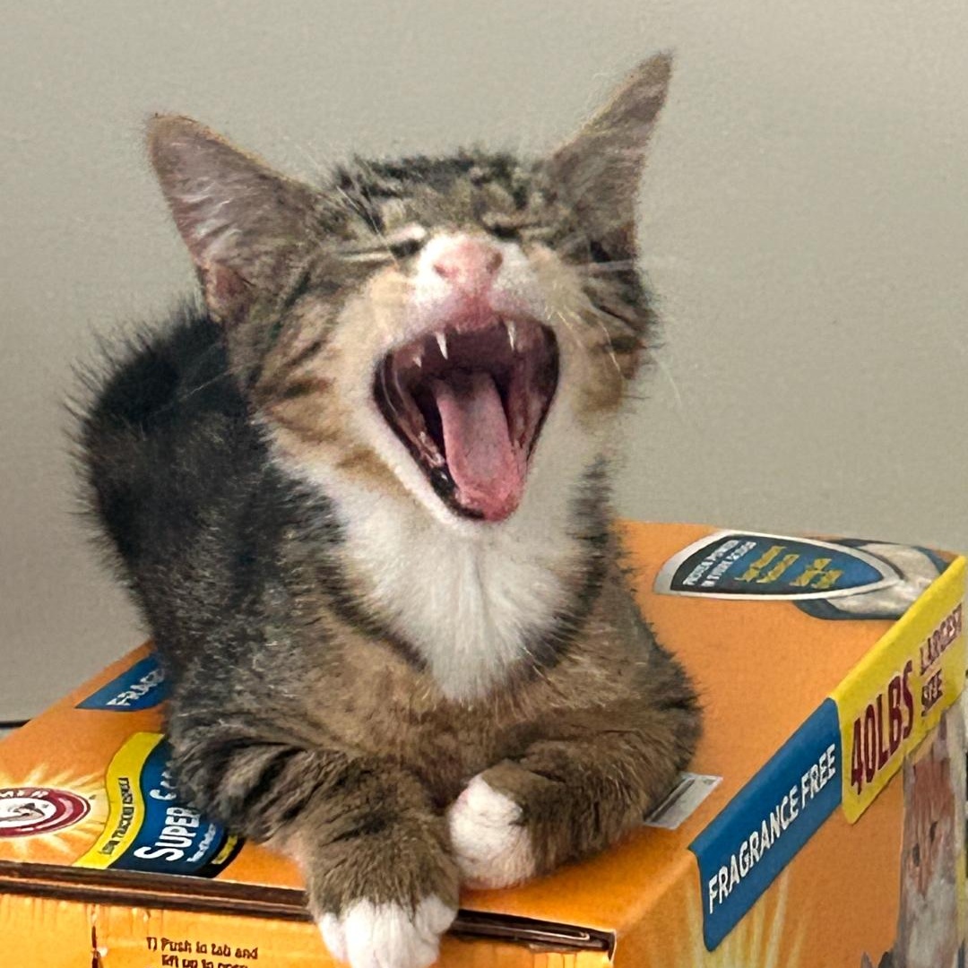 Enlarge Twig, a ADOPTABLE Tabby in Maple Shade, NJ image 4/4