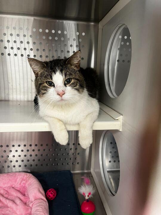 Enlarge Pumpkin, an adoptable Domestic Short Hair in Jackson, MI image 2/4