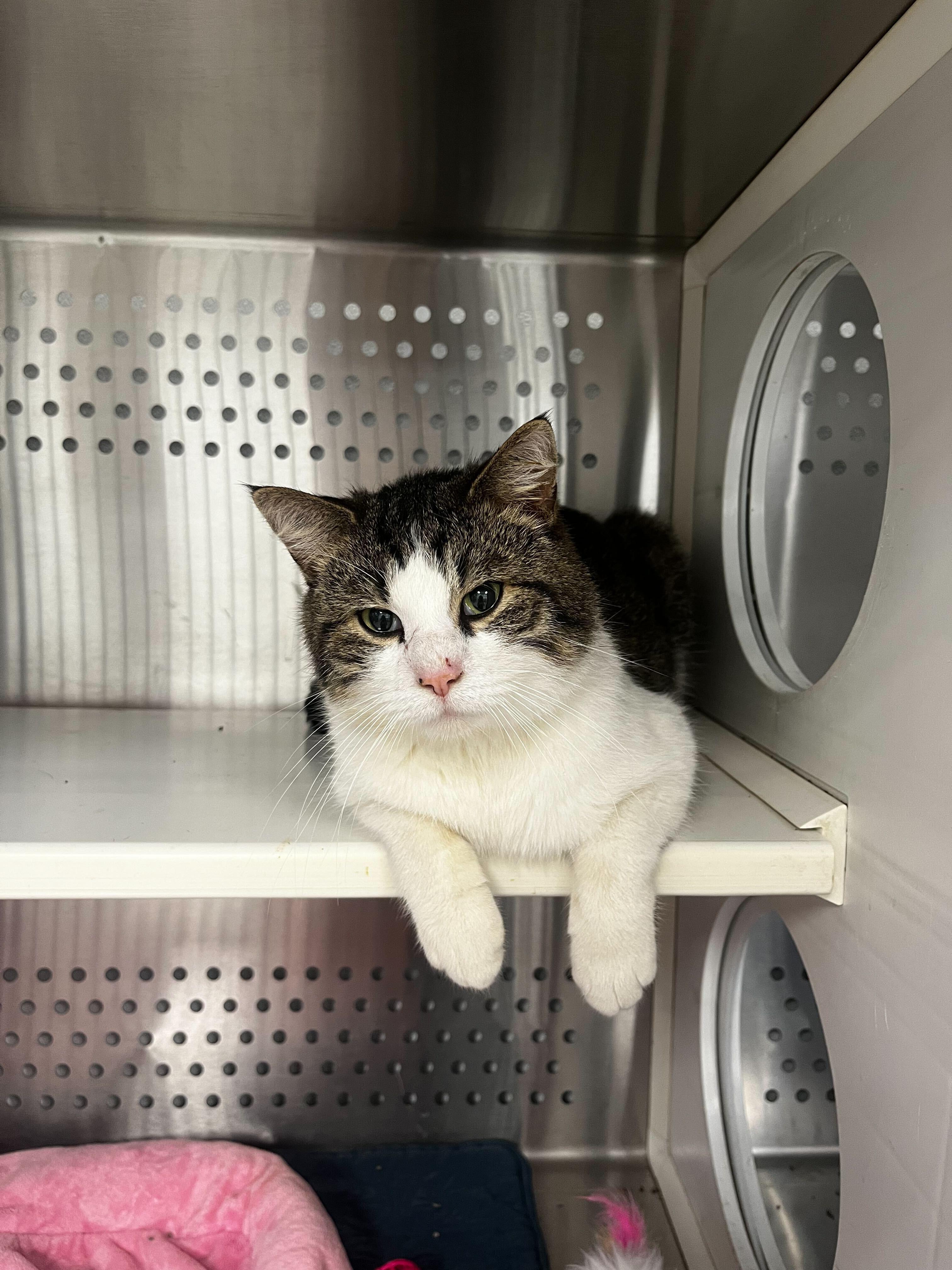 Pumpkin, adoptable, Young Male Domestic Short Hair.