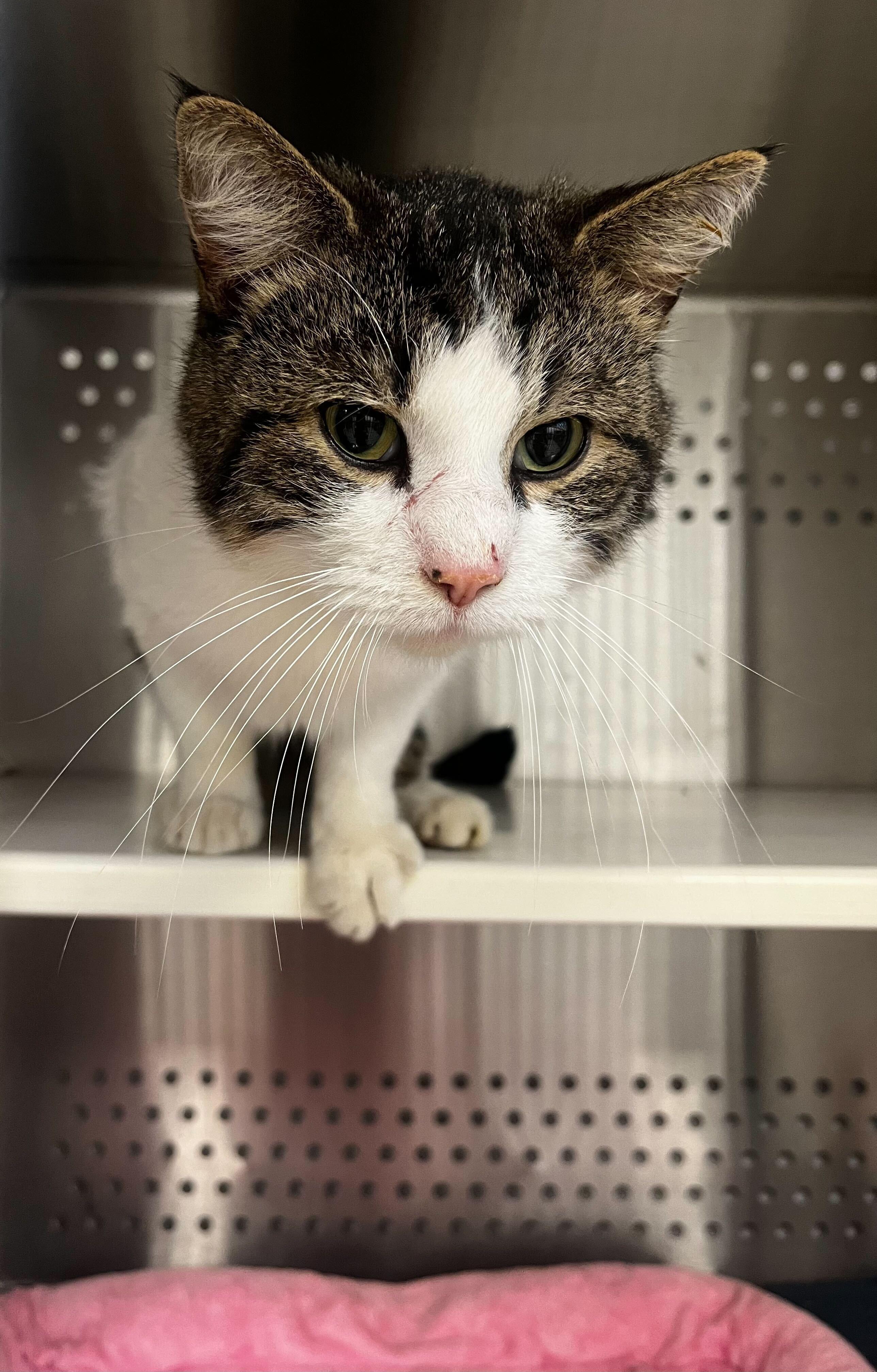 Enlarge Pumpkin, an adoptable Domestic Short Hair in Jackson, MI image 3/4