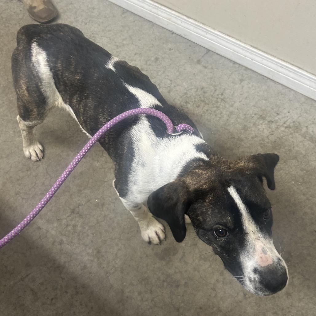 JoJo, Adoptable, Young Female Beagle.