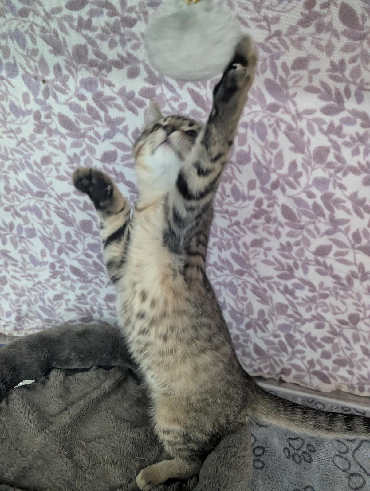 Denali, Adoptable, Kitten Male Tabby.