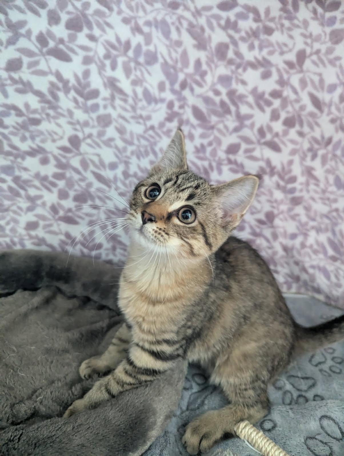 Enlarge Denali, a Adoptable Tabby in Standish, MI image 2/5