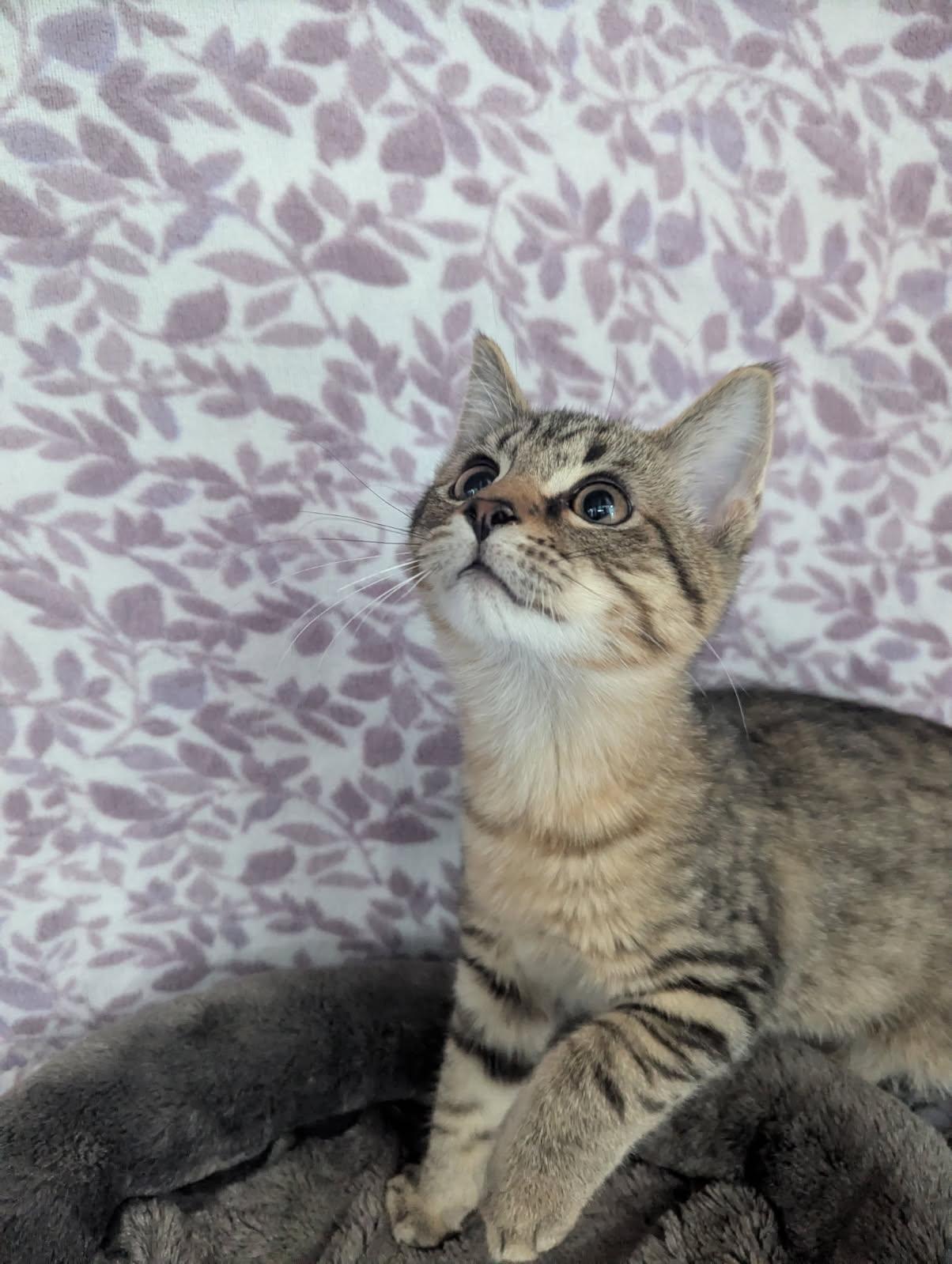 Enlarge Denali, a Adoptable Tabby in Standish, MI image 3/5
