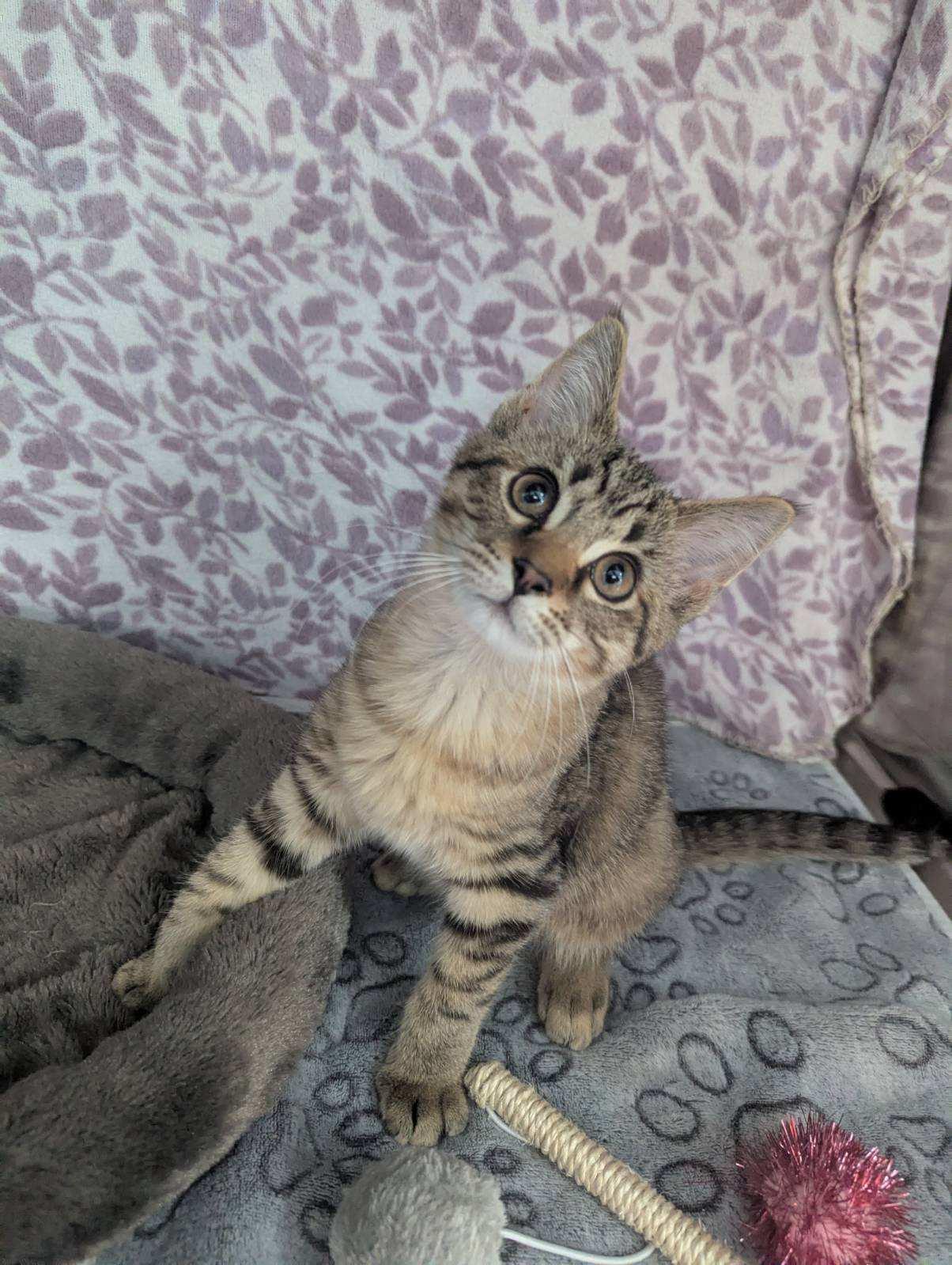 Enlarge Denali, a Adoptable Tabby in Standish, MI image 4/5
