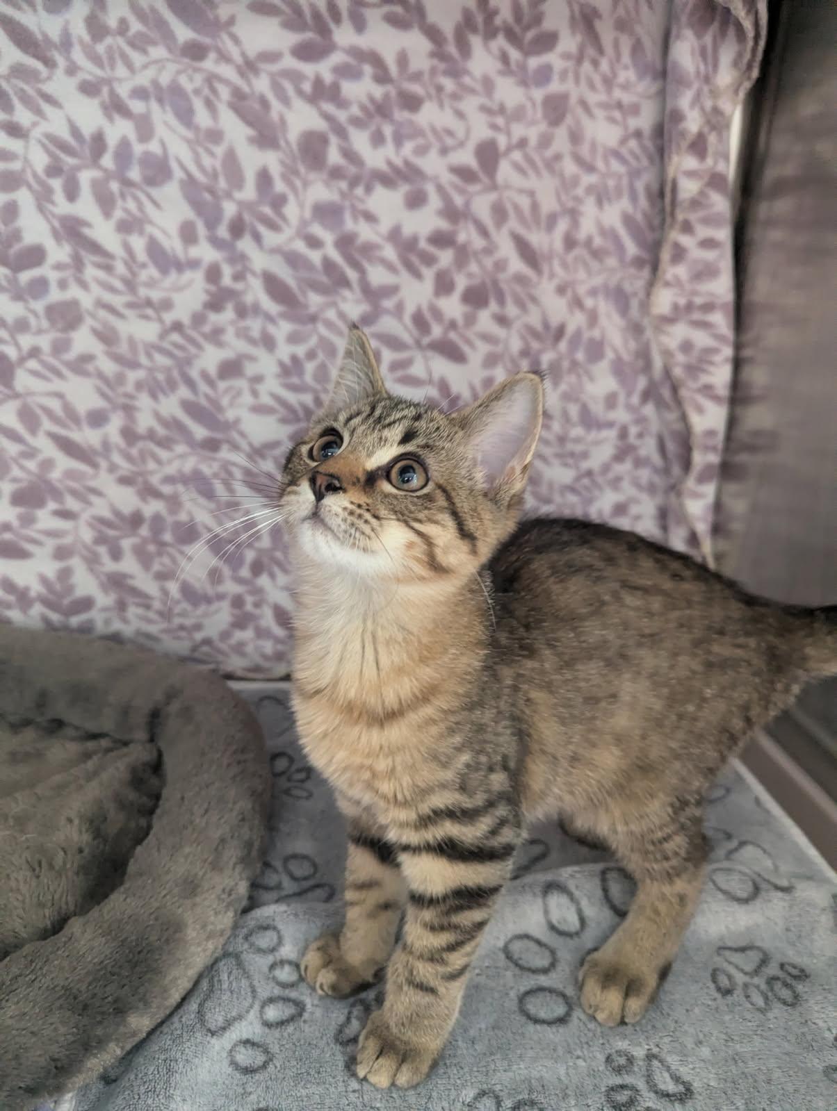 Enlarge Denali, a Adoptable Tabby in Standish, MI image 5/5