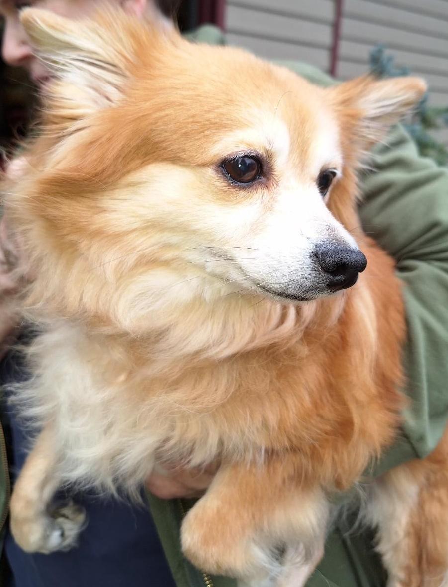 Melanie, adopted, Senior Female Pomeranian.