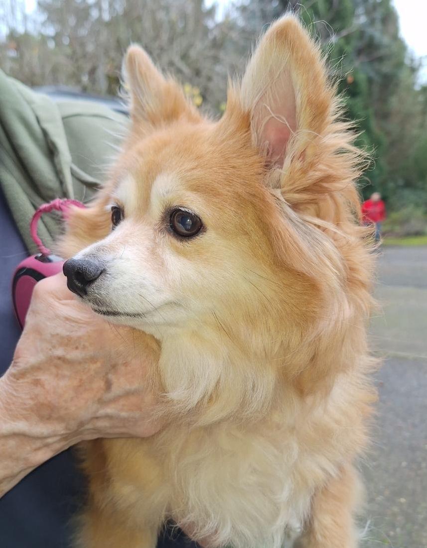 Enlarge Melanie, an adopted Pomeranian in Salem, OR image 2/2