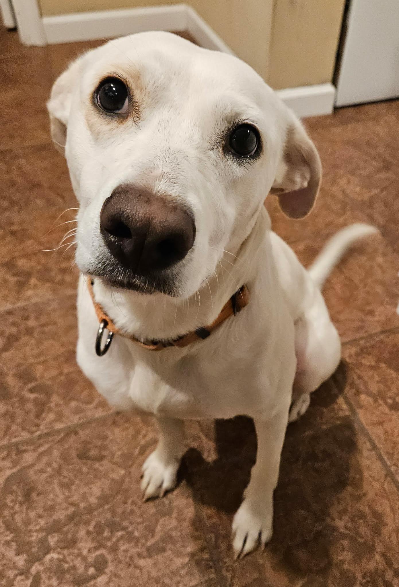 Enlarge Snow, a Adoptable mixed breed in Arlington, VA image 1/3