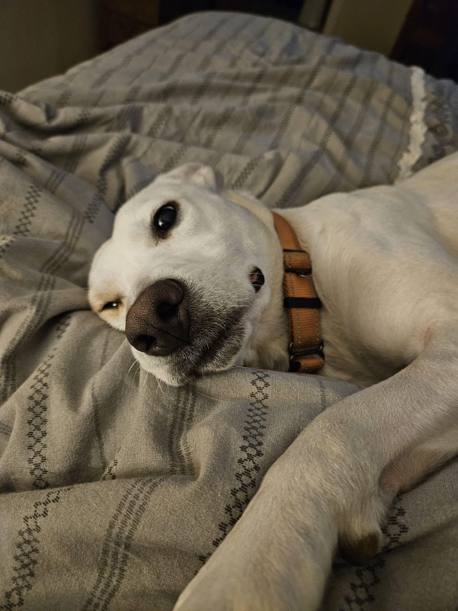 Enlarge Snow, a Adoptable mixed breed in Arlington, VA image 2/3