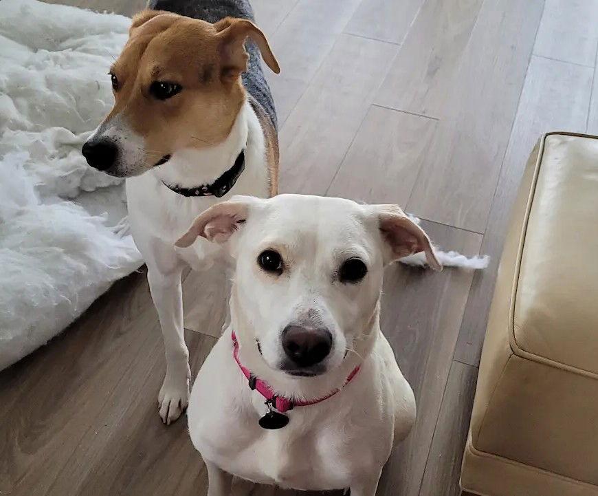 Enlarge Snow, a Adoptable mixed breed in Arlington, VA image 3/3