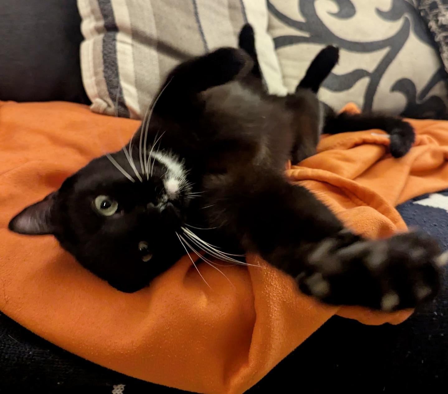 Minnie, a Adoptable Tuxedo in Redondo Beach, CA image 6/6