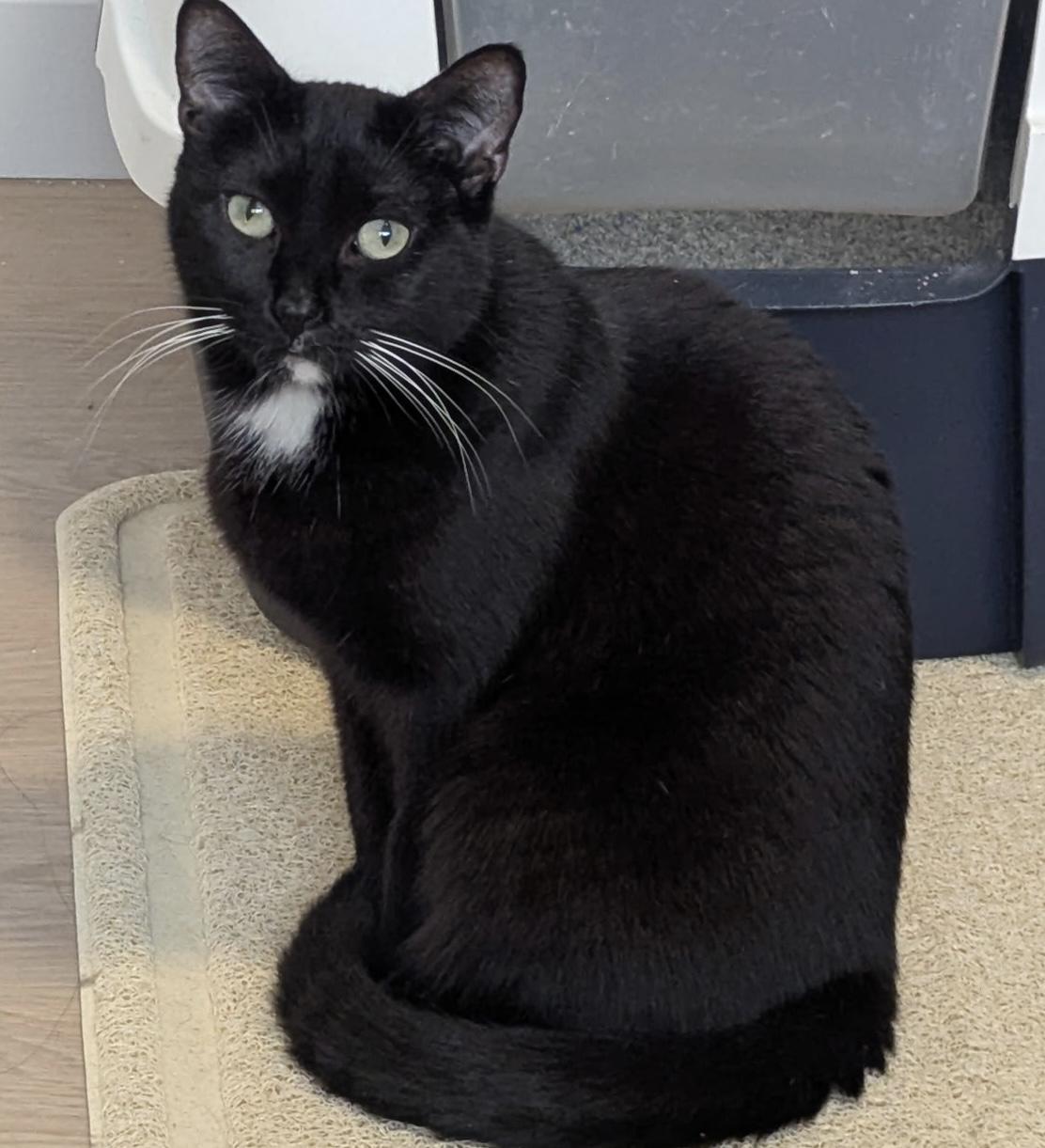 Minnie, a Adoptable Tuxedo in Redondo Beach, CA image 5/6