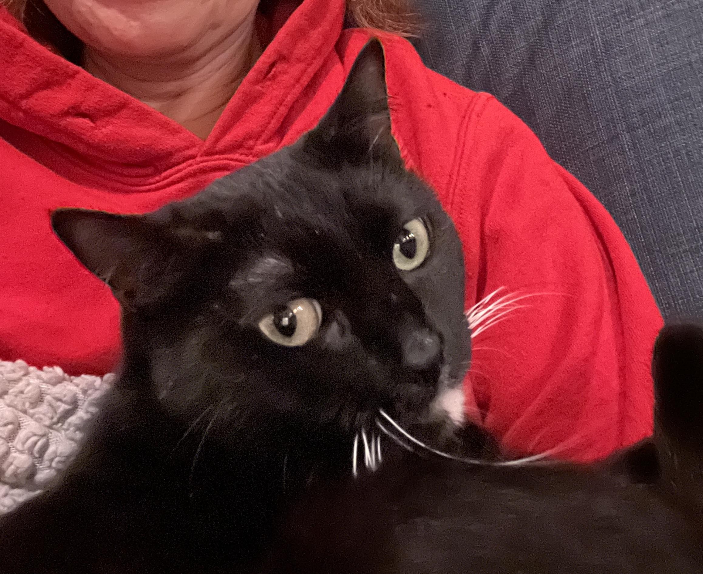 Minnie, a Adoptable Tuxedo in Redondo Beach, CA image 4/6