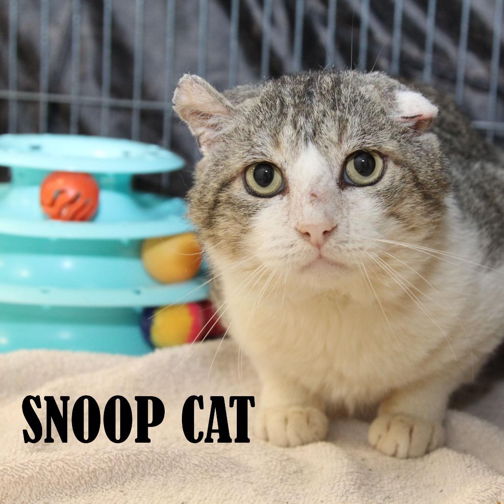 Snoop Catt, a Adoptable Domestic Short Hair in Mooresville, NC image 1/2