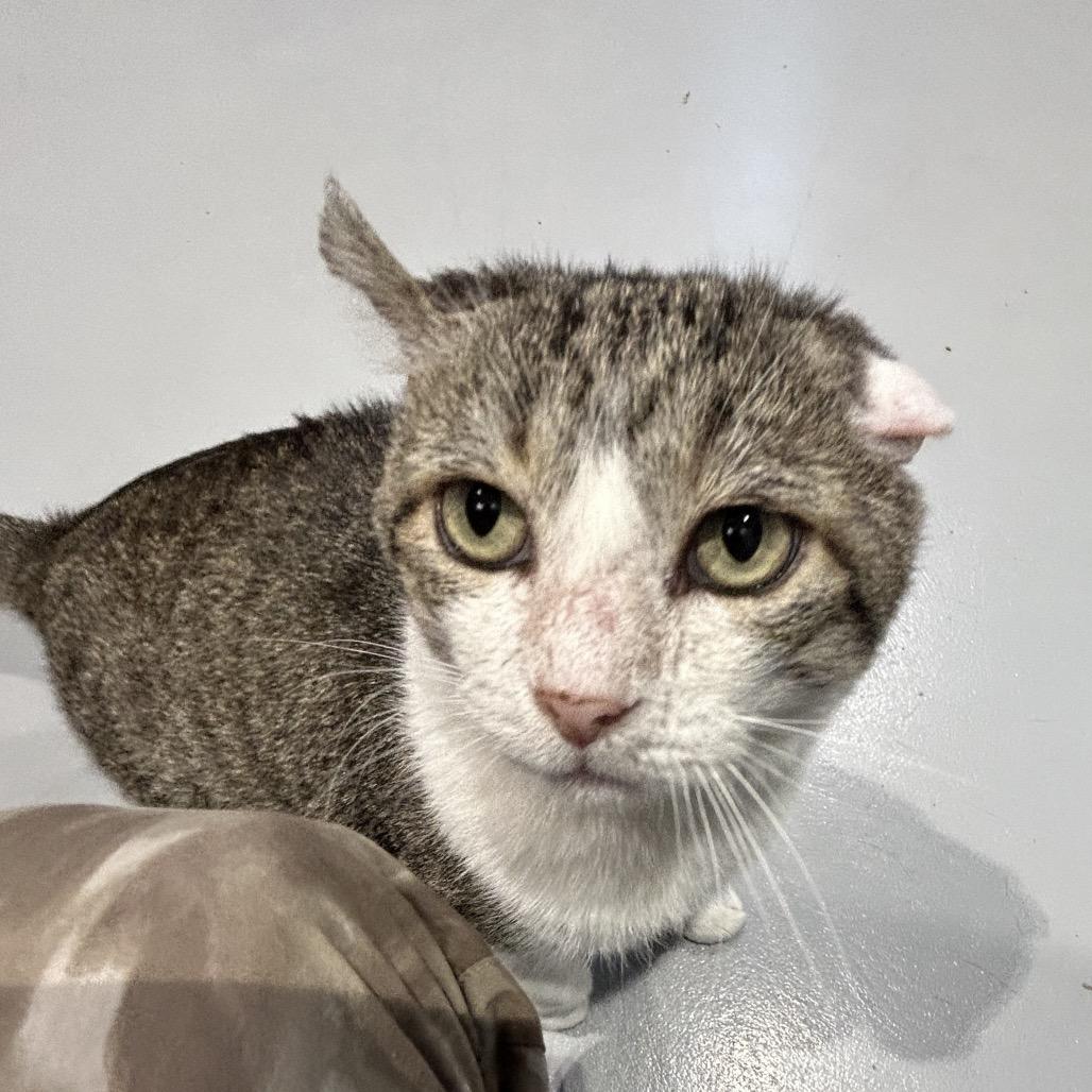 Snoop Catt, a Adoptable Domestic Short Hair in Mooresville, NC image 2/3