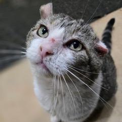 Snoop Catt, a Adoptable Domestic Short Hair in Mooresville, NC image 2/2