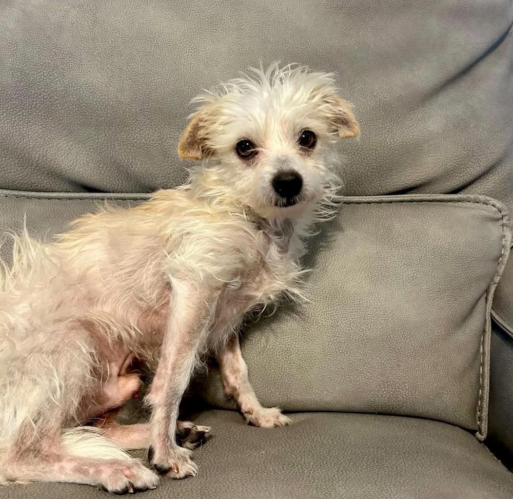 Tucker, Adoptable, Adult Male Terrier.