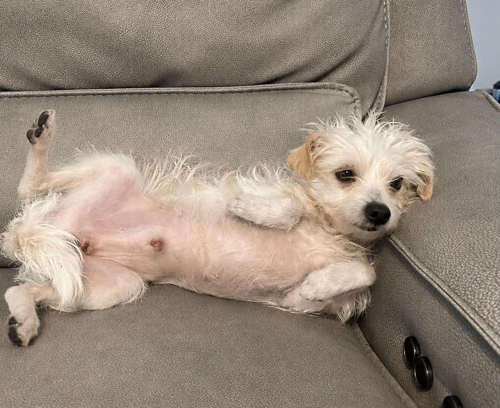 Enlarge Tucker, a Adoptable mixed breed in Boulder, CO image 2/2