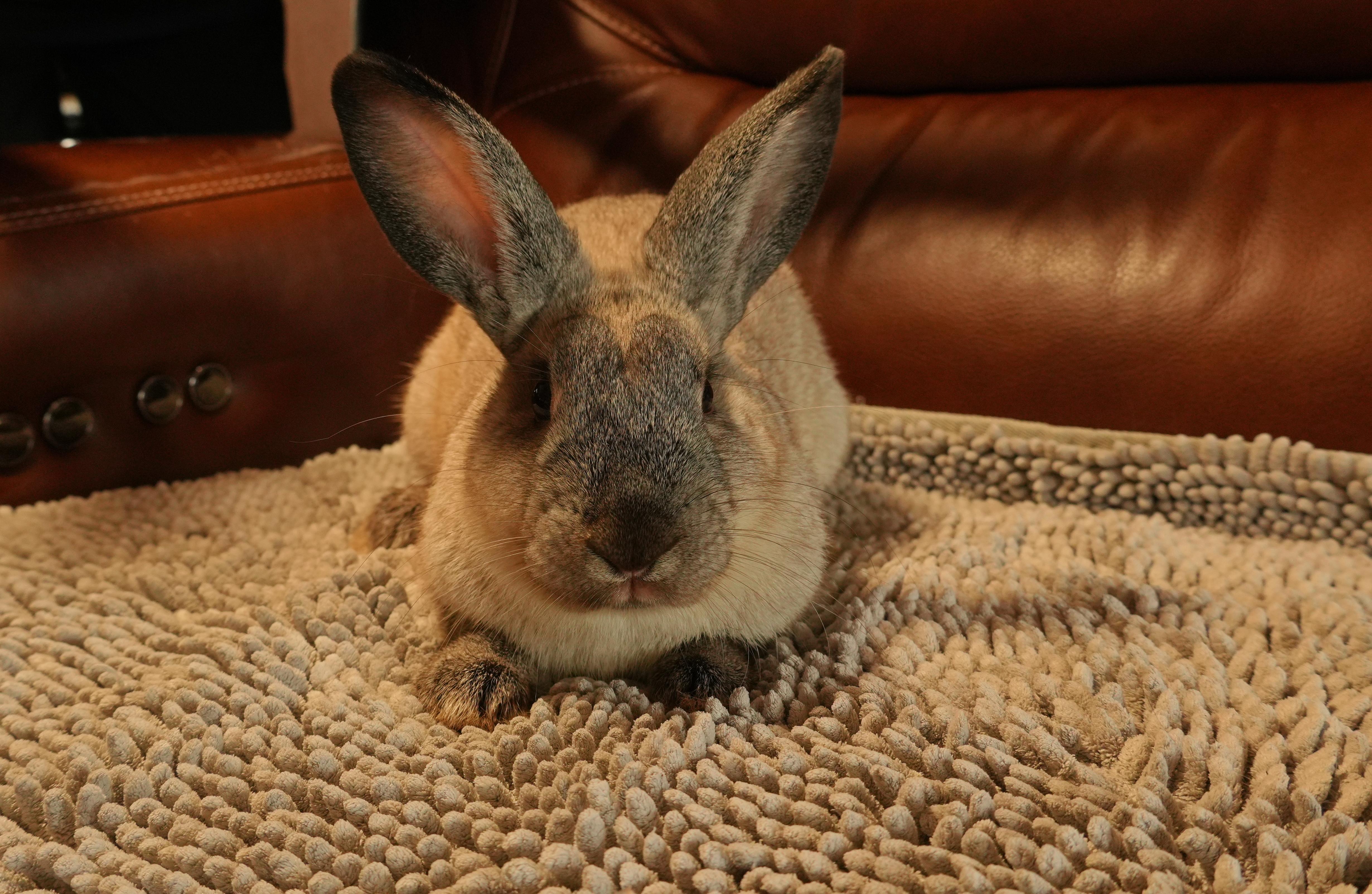 Enlarge Donny, a ADOPTABLE mixed breed in Garland, TX image 1/5