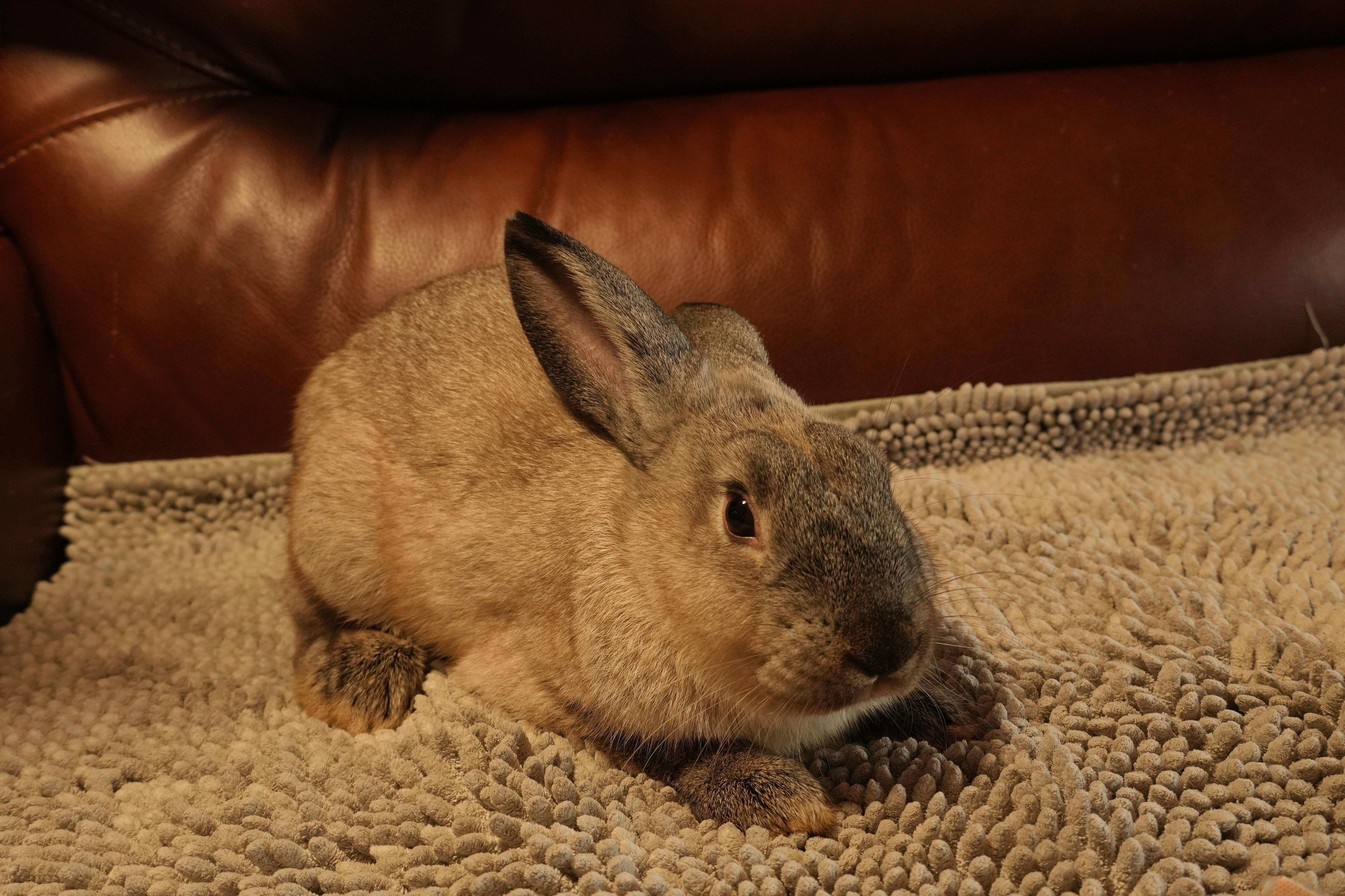 Enlarge Donny, a ADOPTABLE mixed breed in Garland, TX image 2/5
