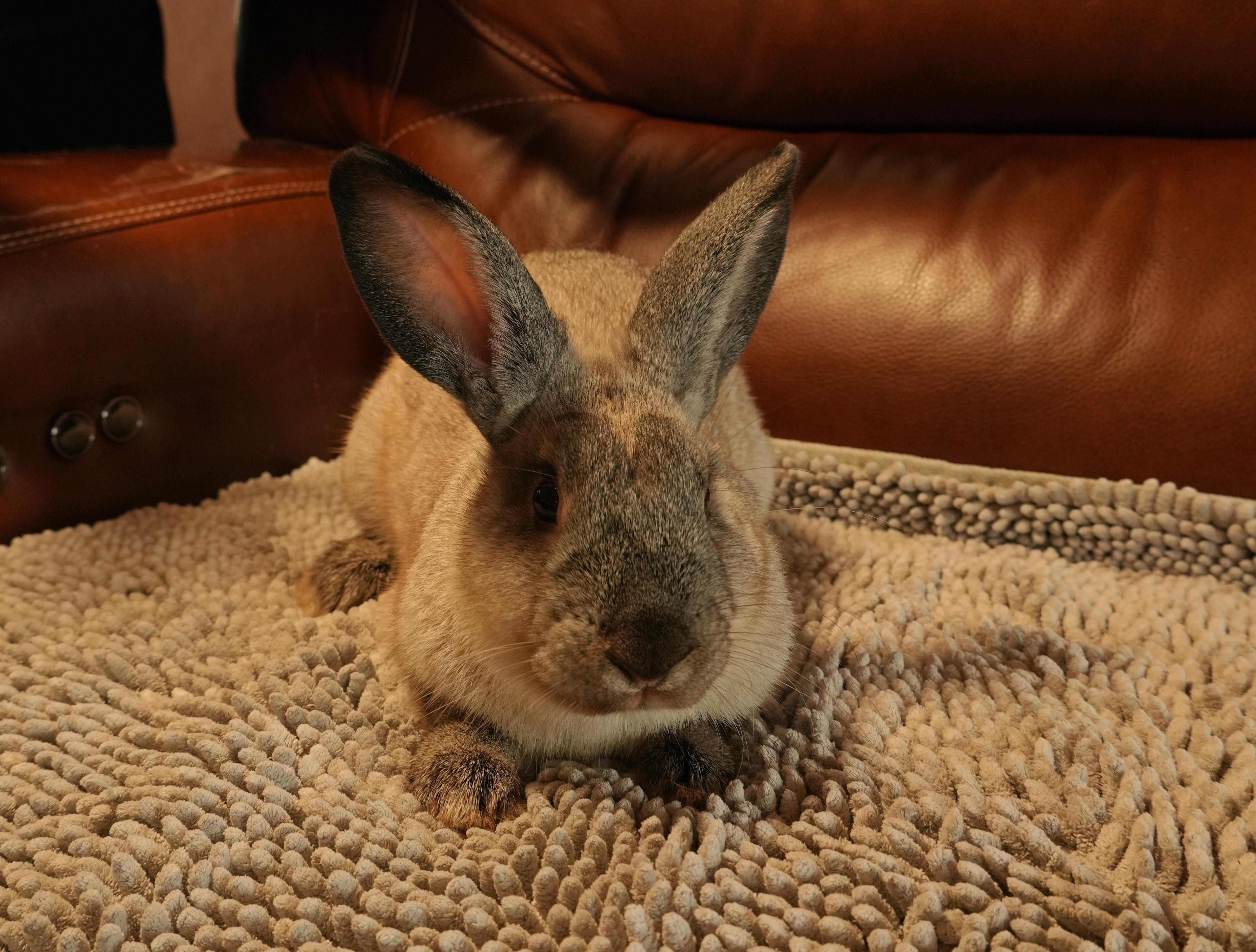 Enlarge Donny, a ADOPTABLE mixed breed in Garland, TX image 4/5
