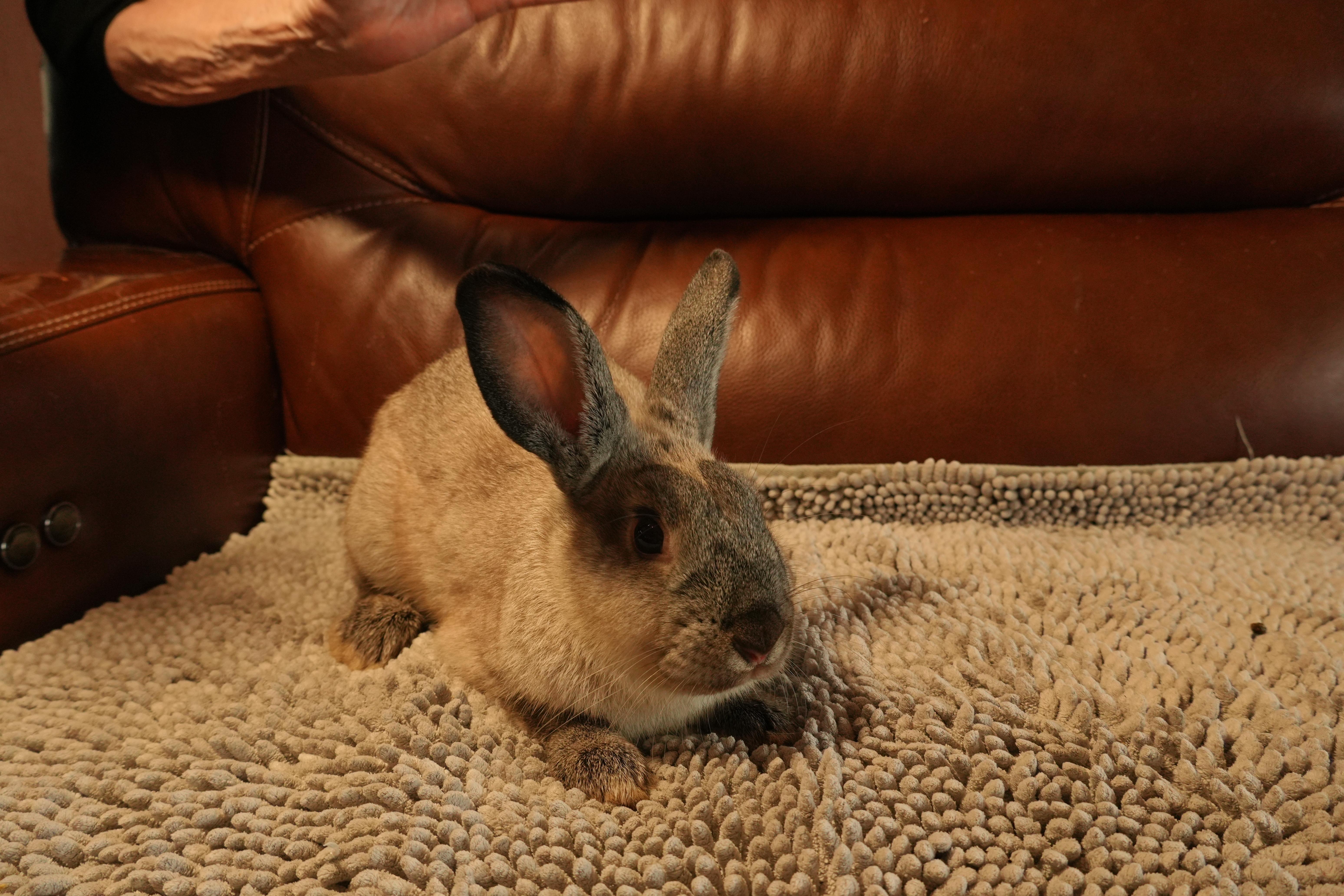Enlarge Donny, a ADOPTABLE mixed breed in Garland, TX image 3/5
