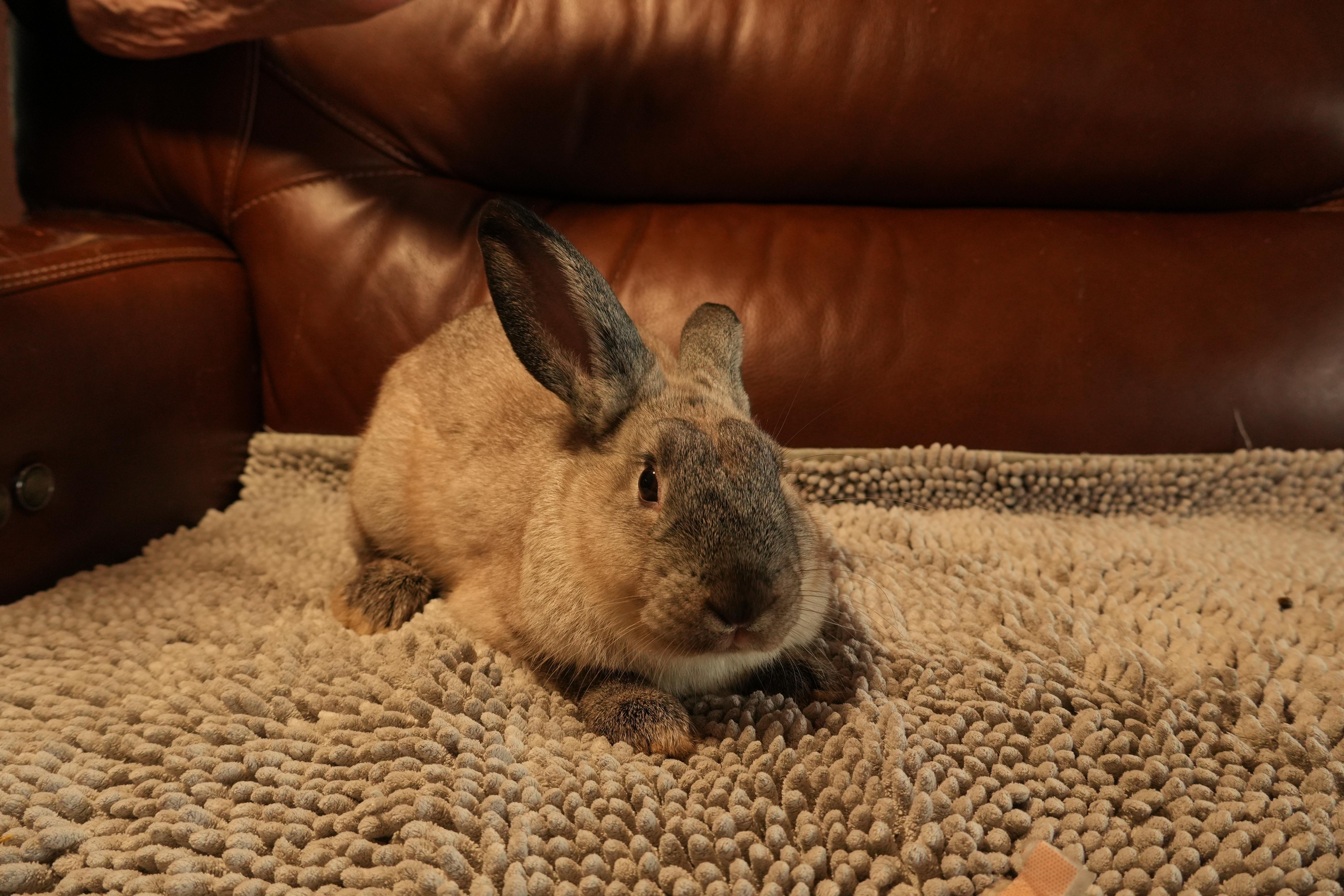 Enlarge Donny, a ADOPTABLE mixed breed in Garland, TX image 5/5