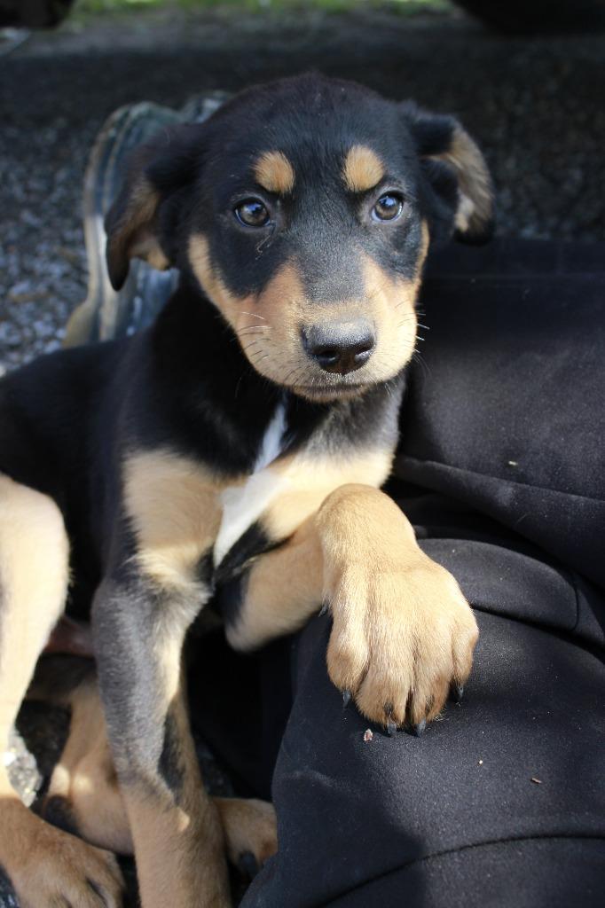 Enlarge Bronx, a Adoptable mixed breed in Dyersburg, TN image 1/1