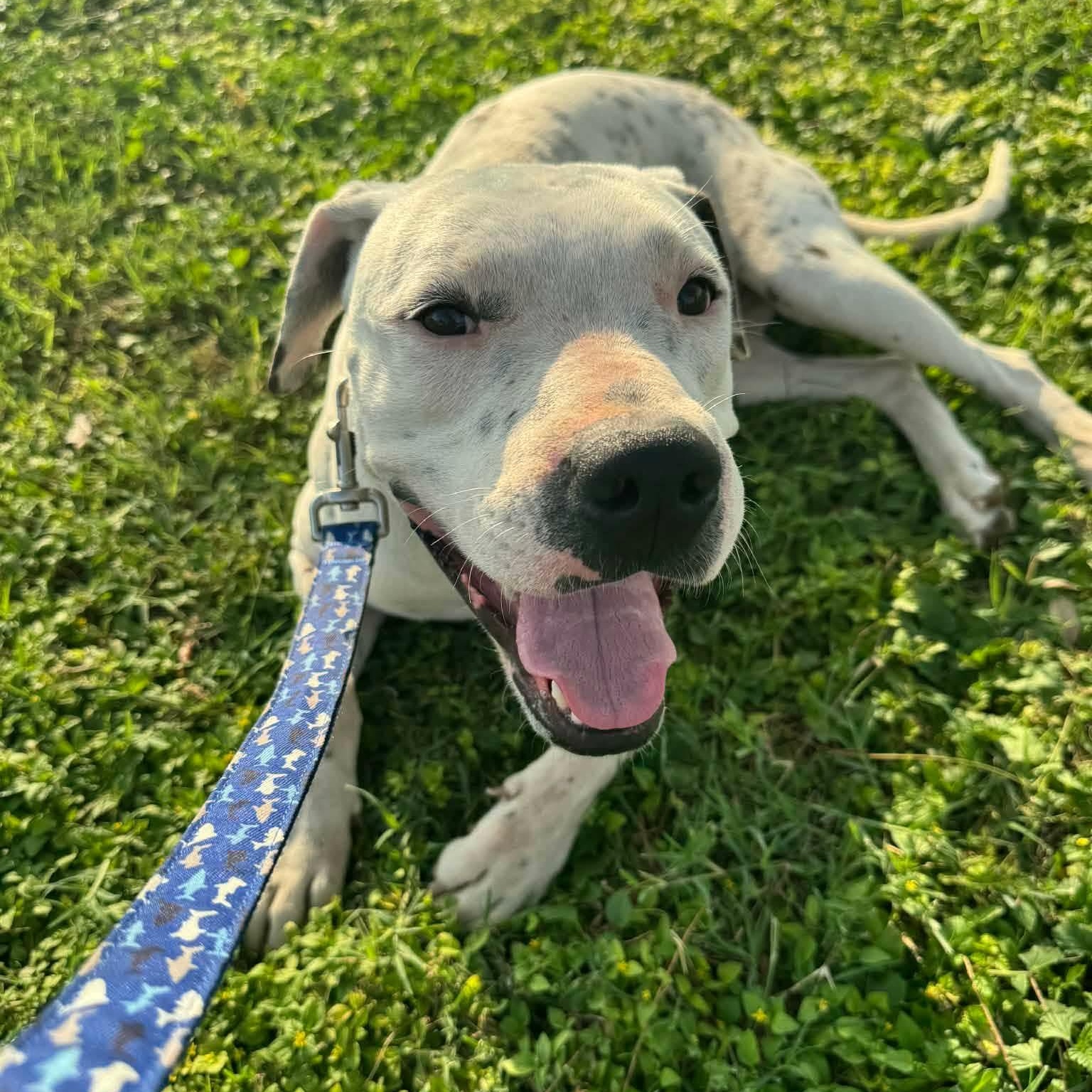 Enlarge Rusty, a ADOPTABLE Mixed Breed in PLAINFIELD, CT image 6/6