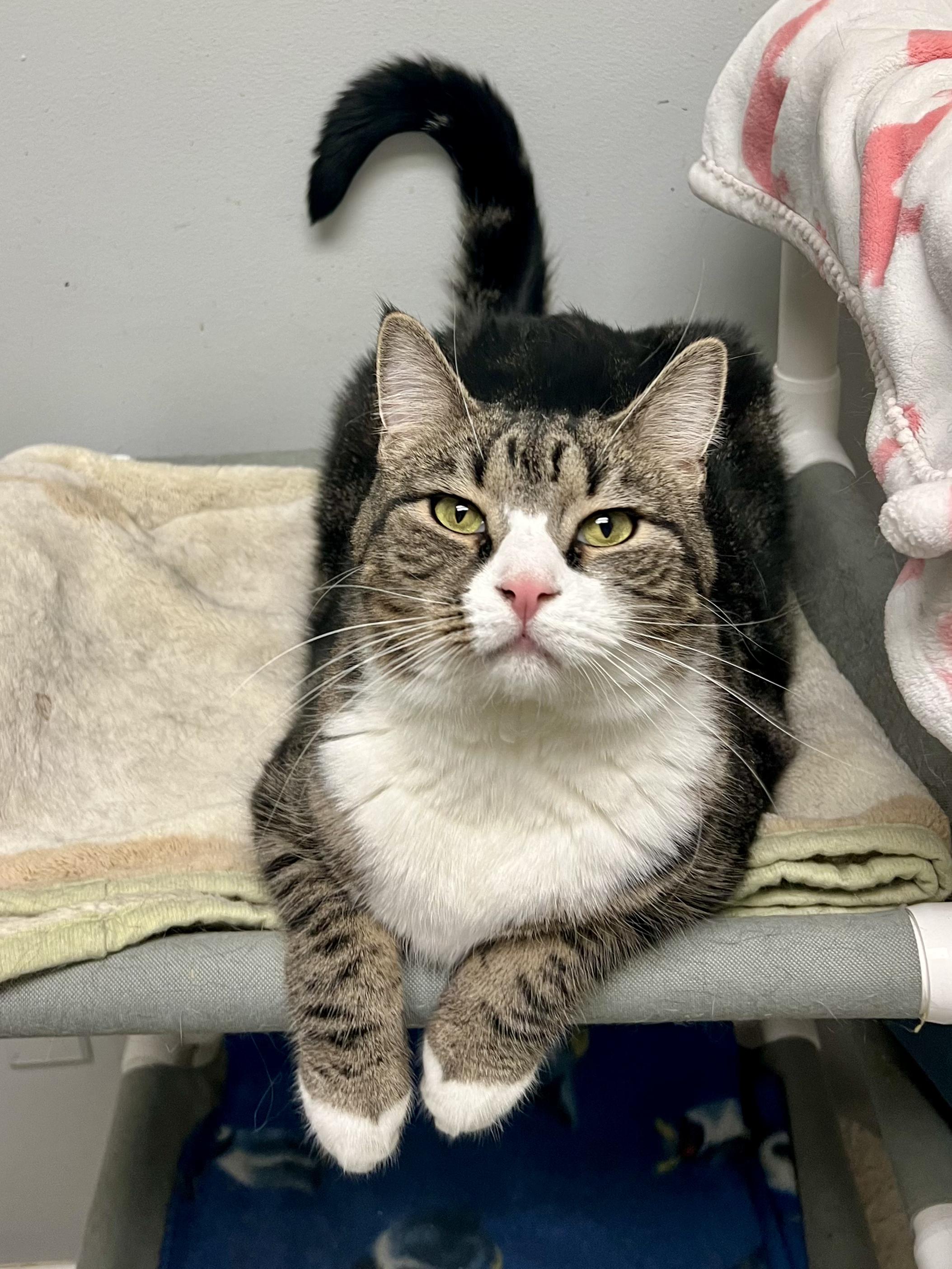 Enlarge Edvard, a Adoptable Domestic Short Hair in Warminster, PA image 6/6