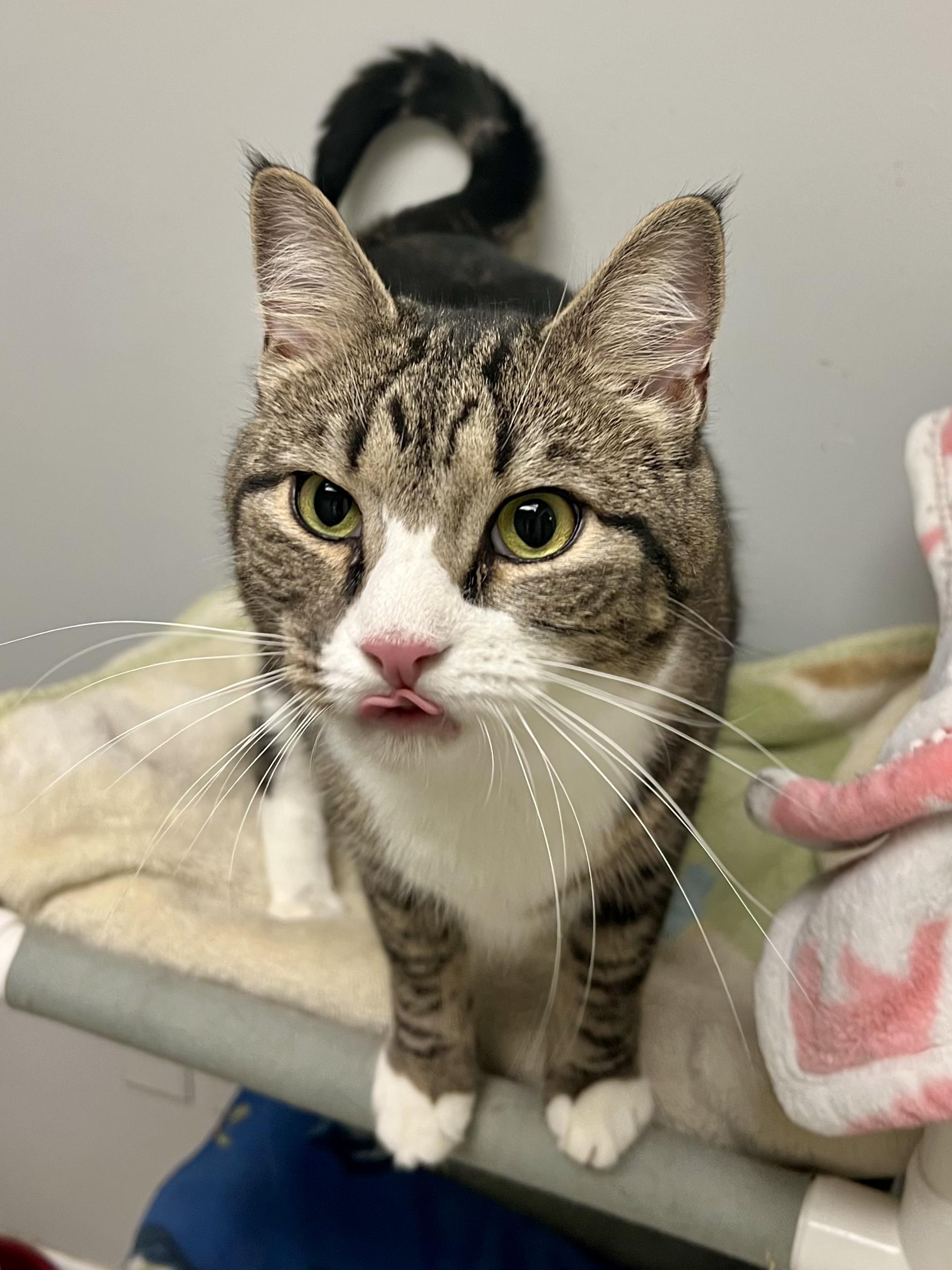 Enlarge Edvard, a Adoptable Domestic Short Hair in Warminster, PA image 5/6