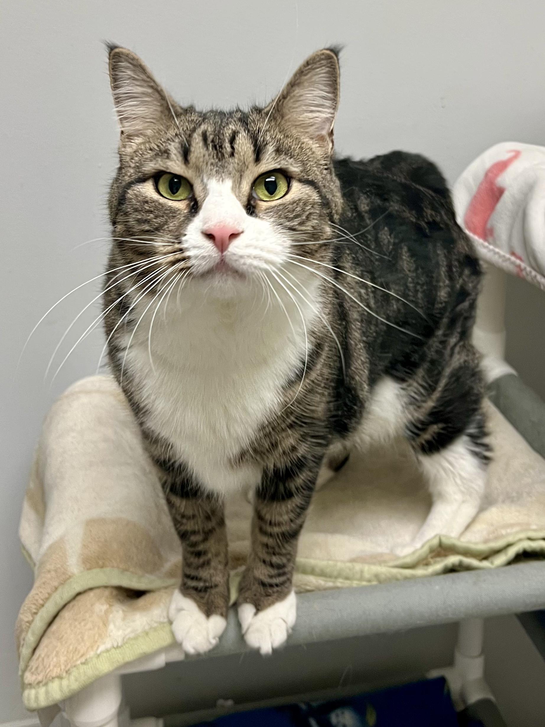 Enlarge Edvard, a Adoptable Domestic Short Hair in Warminster, PA image 1/6