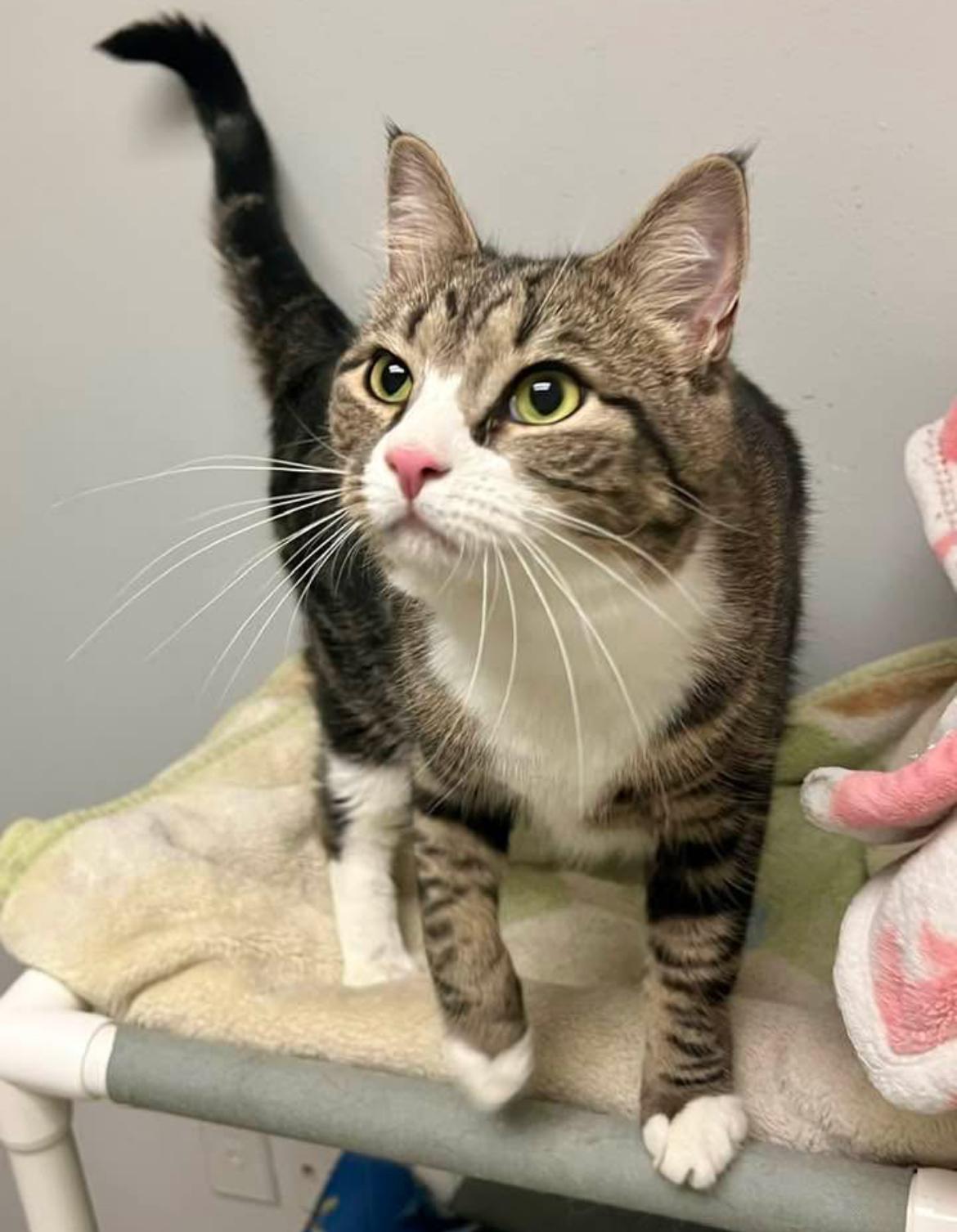 Enlarge Edvard, a Adoptable Domestic Short Hair in Warminster, PA image 3/6