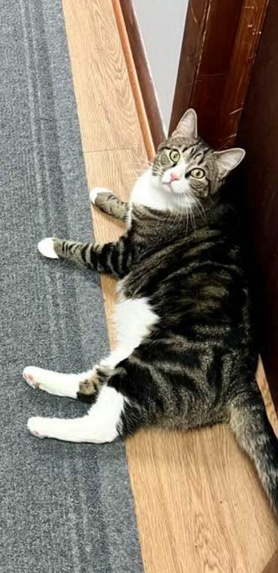 Enlarge Edvard, a Adoptable Domestic Short Hair in Warminster, PA image 4/6