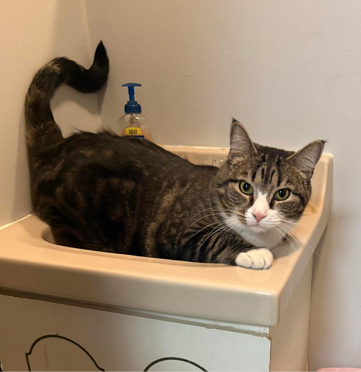 Enlarge Edvard, a Adoptable Domestic Short Hair in Warminster, PA image 2/6